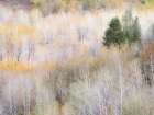Utah-Logan Pass hillsides covered with Aspen grove in Fall Color Art Print